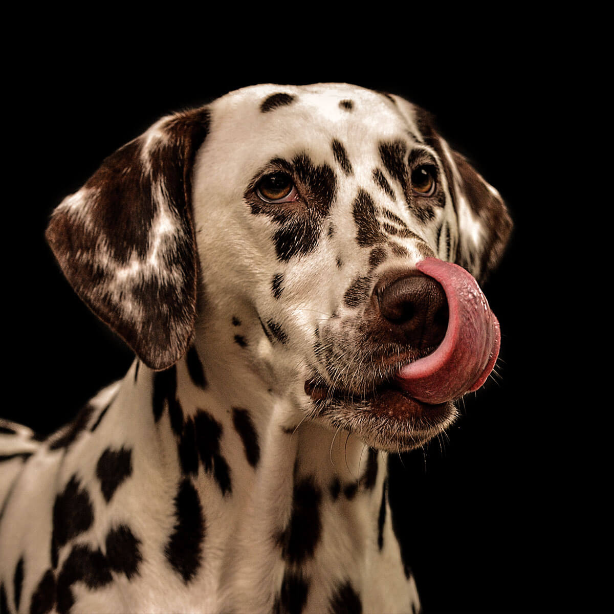 home animalshelter portfolio3